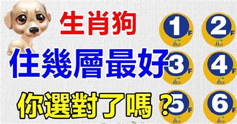 屬狗樓層|【屬狗 方位】屬狗者必看！最強方位指南：買房、住樓層全攻略